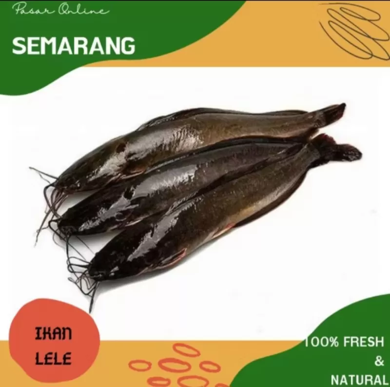 Ikan Lele bersih